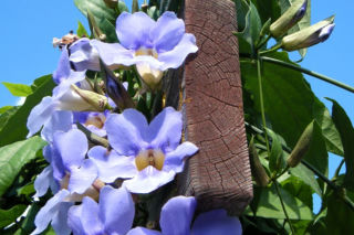 Tunbergia wielkokwiatowa - Thunbergia grandiflora