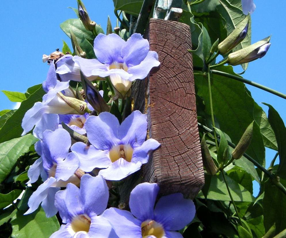 Tunbergia wielkokwiatowa