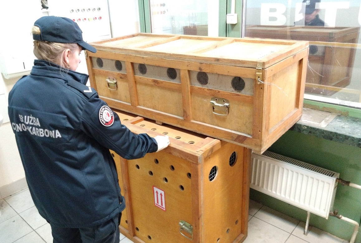 Chronione sokoły zatrzymane na granicy