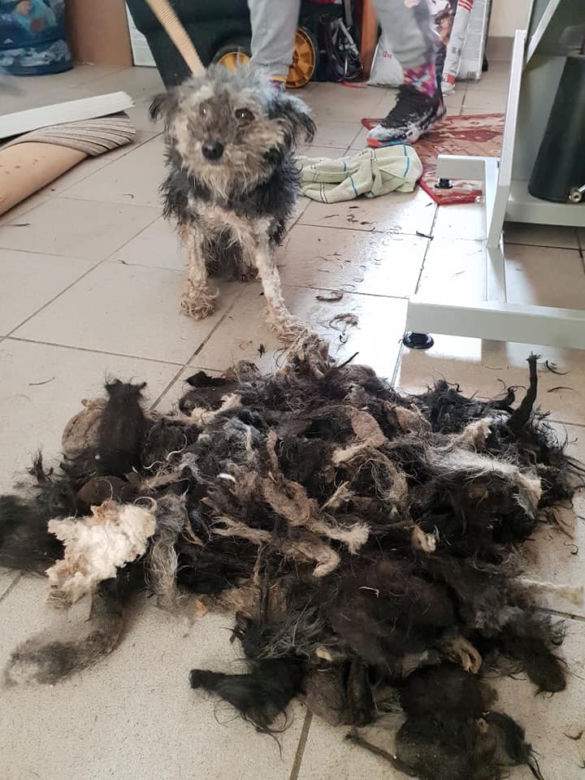 Skrajnie zaniedbane suczki LEDWO żyły! Miały na sobie aż 6 kilogramów kołtunów [ZDJĘCIA]