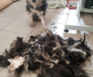 Skrajnie zaniedbane suczki LEDWO żyły! Miały na sobie aż 6 kilogramów kołtunów [ZDJĘCIA]