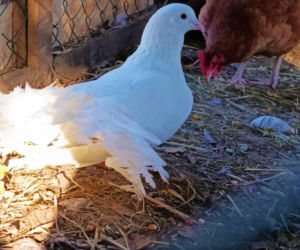 Żywa szopka w Żydowcach