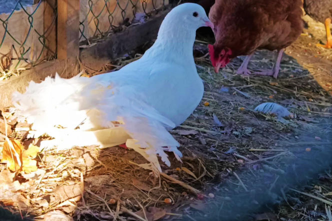 Żywa szopka w Żydowcach