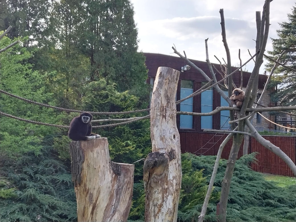 Wiosenny spacer w zamojskim zoo