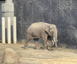 Nowy słoń indyjski w łódzkim Orientarium. Poznajcie Taru