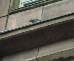 2 Nietypowe interwencje łódzkiego Animal Patrolu