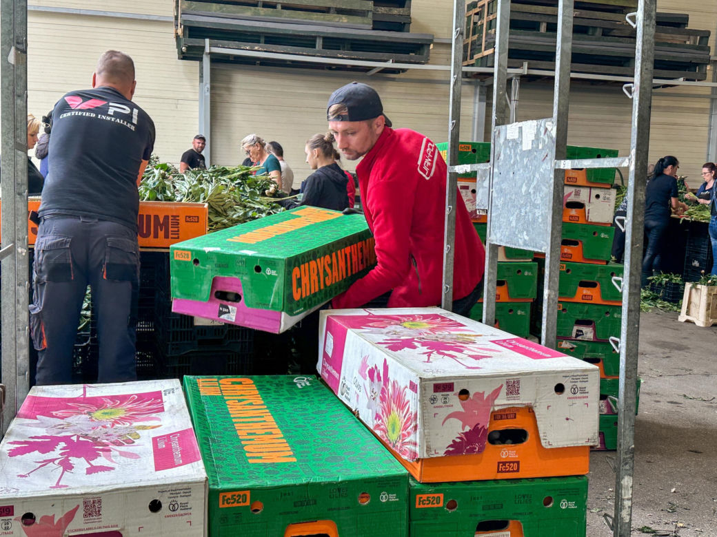Królewskie kwiaty z Brzozia podbijają świat 