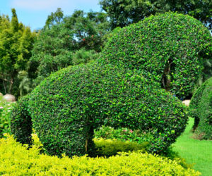 Topiary