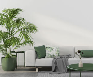 Rośliny w minimalistycznych wnętrzach