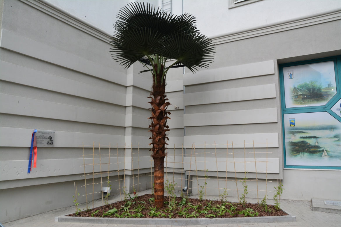 Olsztyn ma swoją palmę. Powstał Zaułek botaniczny Mikołaja Kopernika