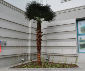 Olsztyn ma swoją palmę. Powstał Zaułek botaniczny Mikołaja Kopernika