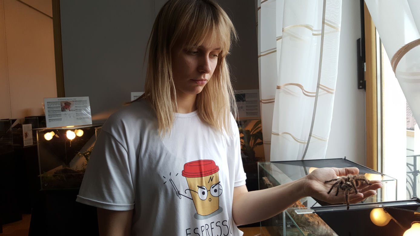 Wystawa pajęczaków w Starym Sączu