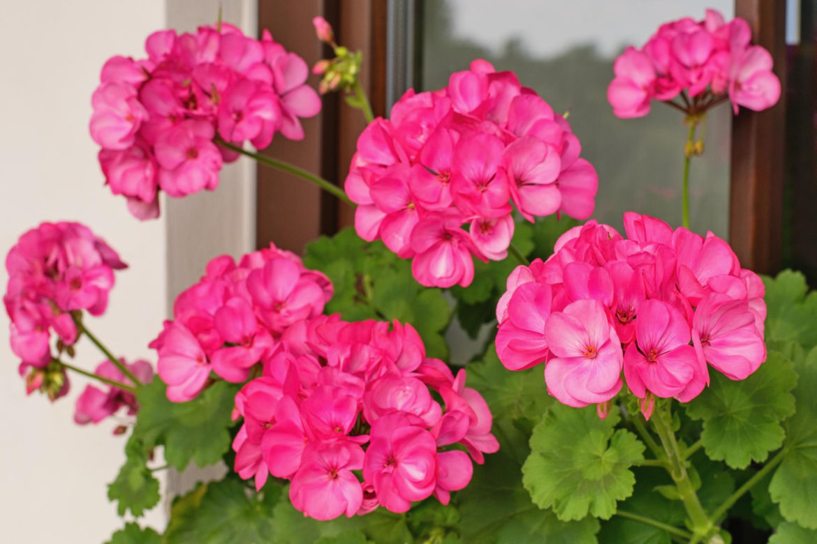 Pelargonie