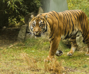 Tygrys ludojad wrócił do zoo