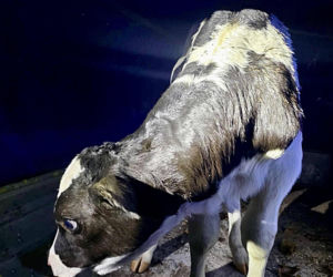 Szokujący incydent na drodze. Z dostawczaka wypadło cielę! Kierowca nawet nie zauważył