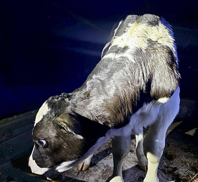 Szokujący incydent na drodze. Z dostawczaka wypadło cielę! Kierowca nawet nie zauważył