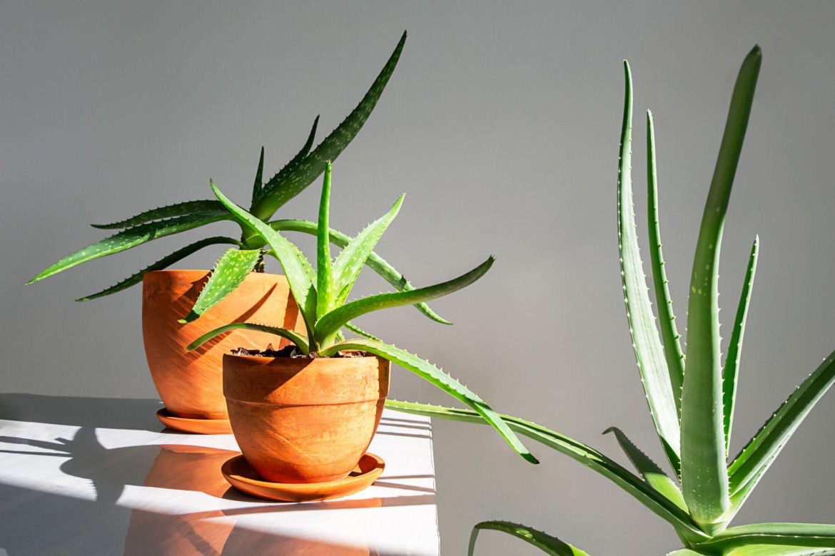 Aloes