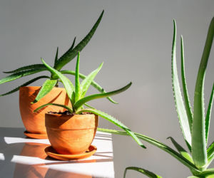 Aloes