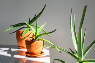 Aloes
