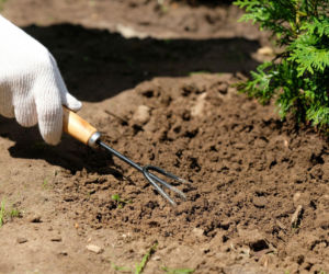Jak i czym prawidłowo spulchniać glebę w ogrodzie?