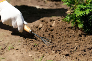 Twoja ziemia jest twarda jak beton? Zobacz, jak w prosty sposób zamienić ją w żywe, pulchne podłoże