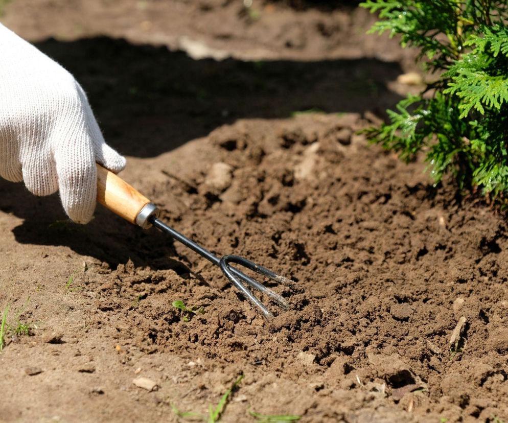 Jak i czym prawidłowo spulchniać glebę w ogrodzie?