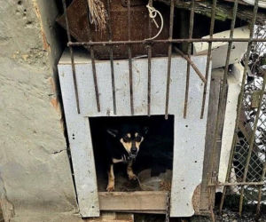 Zaniedbane psy w Pietrowicach Wielkich