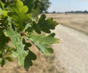 Weekend w Katowicach zapowiada się upalnie. Jeden dzień przyniesie kulminację gorąca