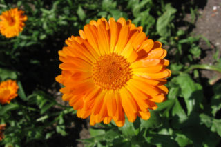 Nagietek lekarski - Calendula officinalis