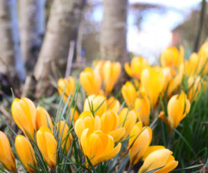 Krokus