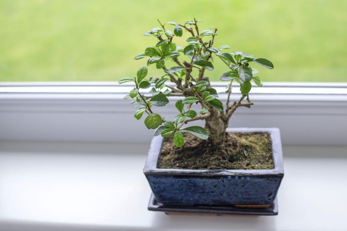 Drzewko bonsai