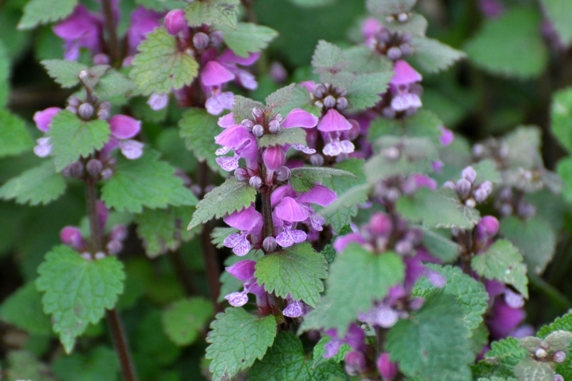 Jasnota purpurowa