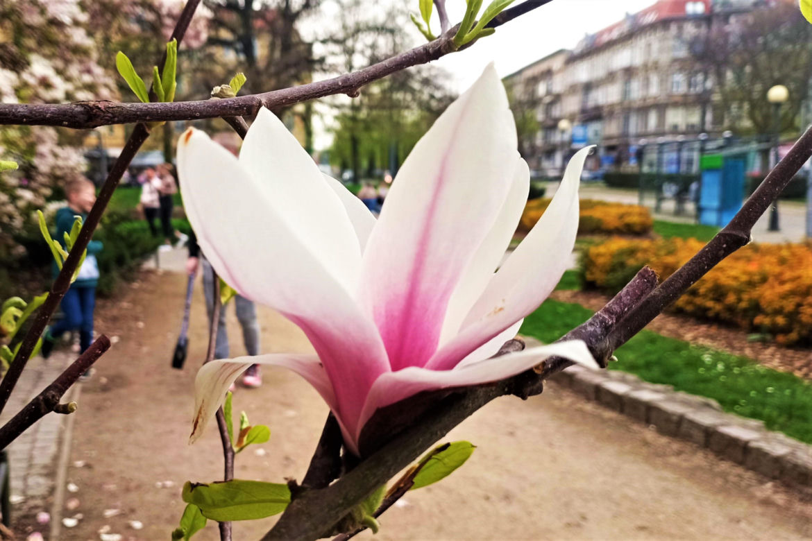 Magnolie w Szczecinie