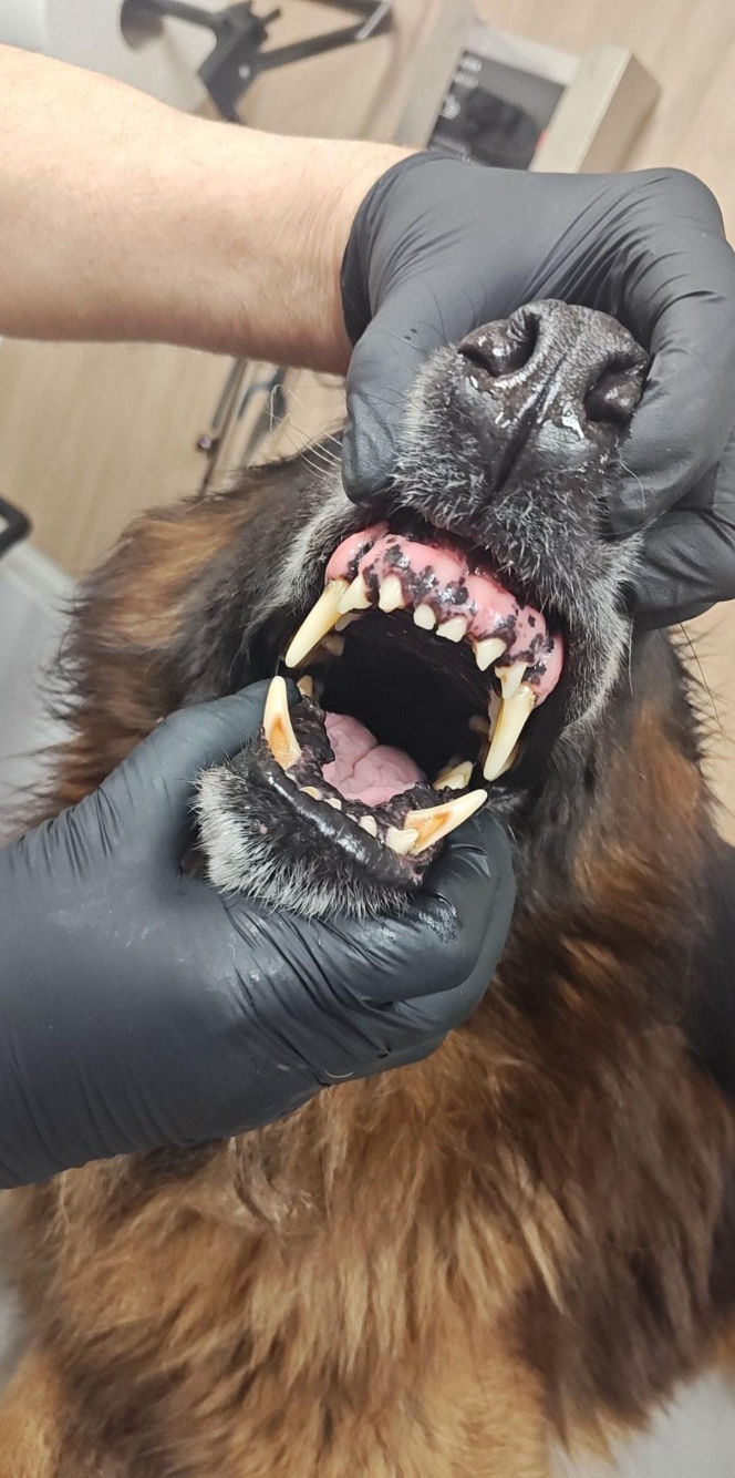 Pies konał na posesji w Dąbrowie Górniczej. Wolontariusze: "To było długotrwałe znęcanie się"