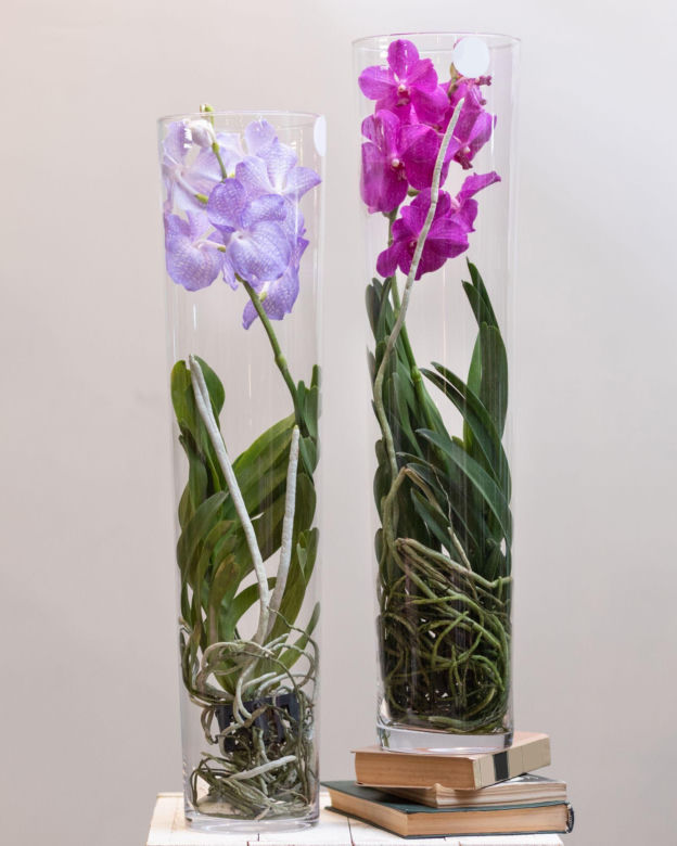 Storczyk Vanda