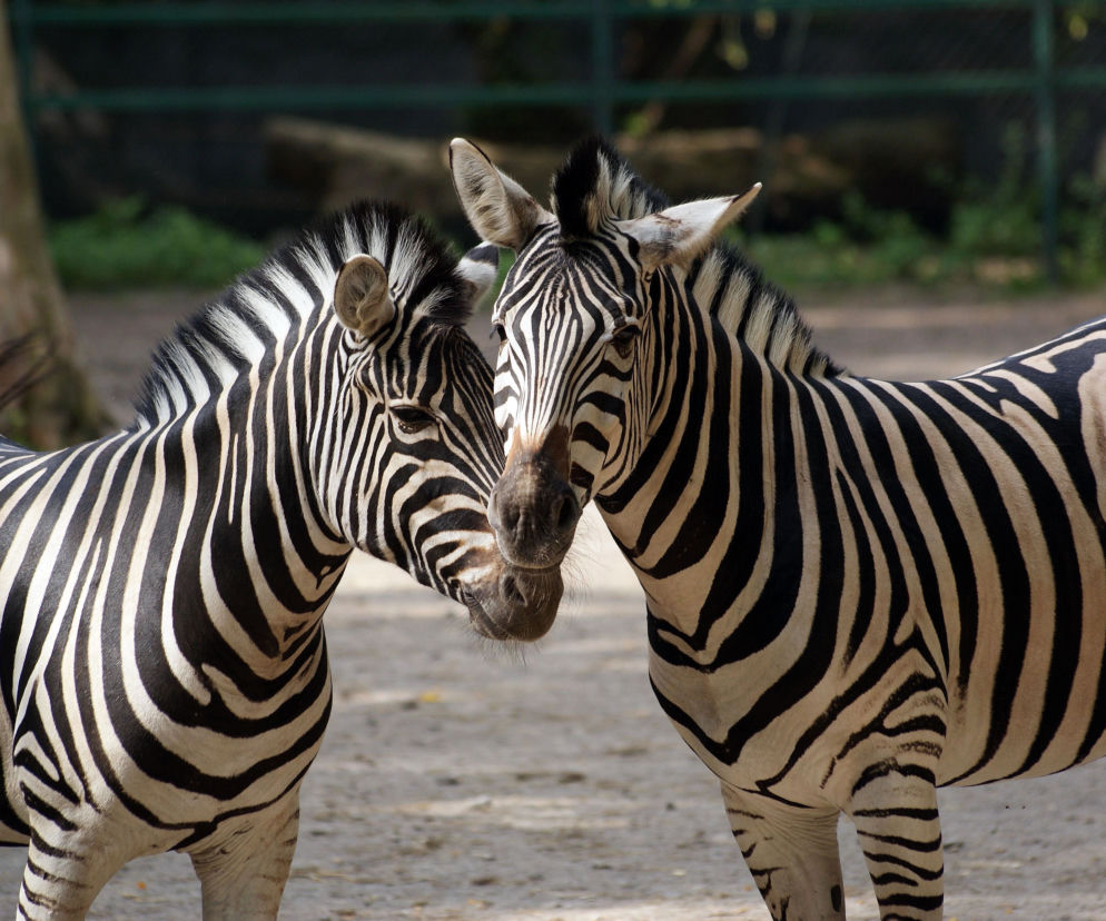 Z okazji Międzynarodowego Dnia Zebry na zwiedzających łódzkie zoo czekają atrakcje