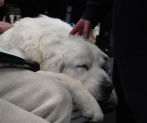 Międzynarodowa Wystawa Psów Rasowych Duo Cacib Kielce 2025