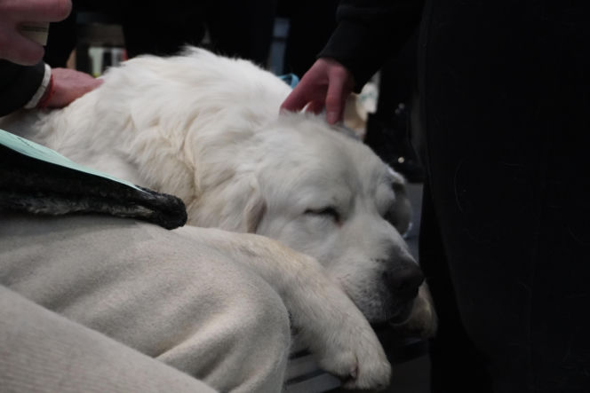 Międzynarodowa Wystawa Psów Rasowych Duo Cacib Kielce 2025