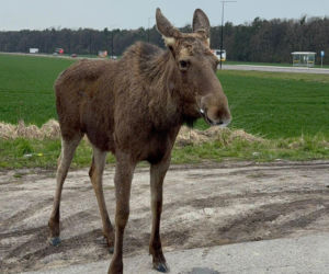 Struł się i szukał pomocy. Chory łoś zablokował ruchliwą trasę