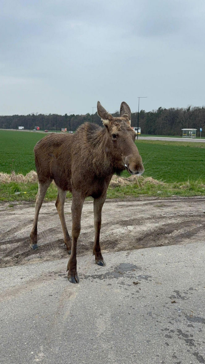 Struł się i szukał pomocy. Chory łoś zablokował ruchliwą trasę