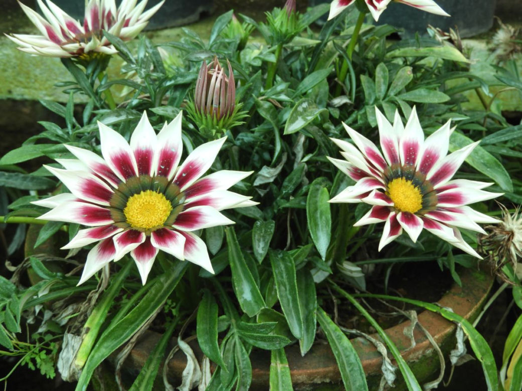 Gazania