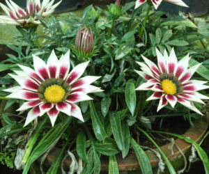 Gazania