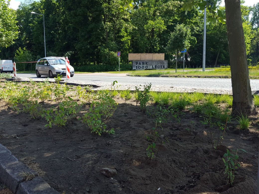 Coraz więcej zieleni wzdłuż ulicy 17 Stycznia 