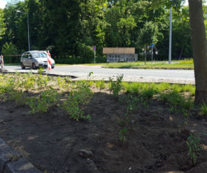 Coraz więcej zieleni wzdłuż ulicy 17 Stycznia 