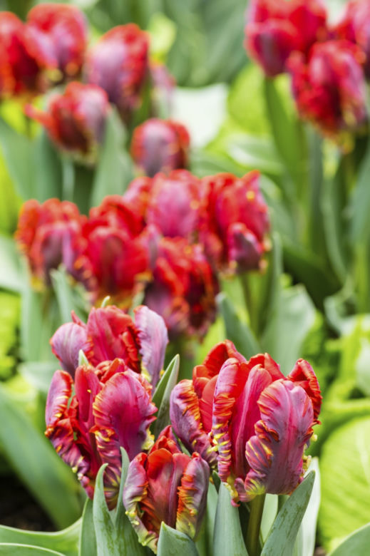 tulipany4.jpg