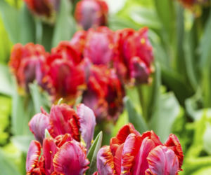 tulipany4.jpg