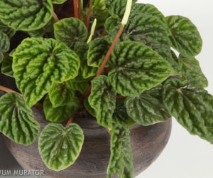 Peperomia