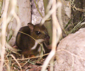 Cud narodzin w ZOO. Na świat przyszedł maleńki myszojeleń