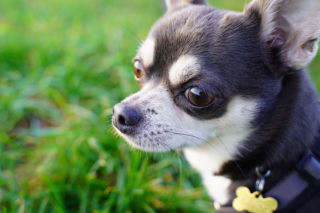 Agresywny pies wbiegł na podwórko i zagryzł chihuahuę