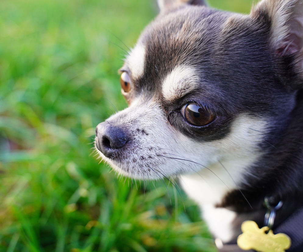 Głowa chihuahuy o ciemnoszarym, białym i brązowym umaszczeniu z brązowymi oczami, spoglądająca w lewo, na tle rozmytej zielonej trawy, ilustrująca tragiczny incydent z zagryzionym psem. Więcej o tej dramatycznej historii przeczytasz na naszym portalu.